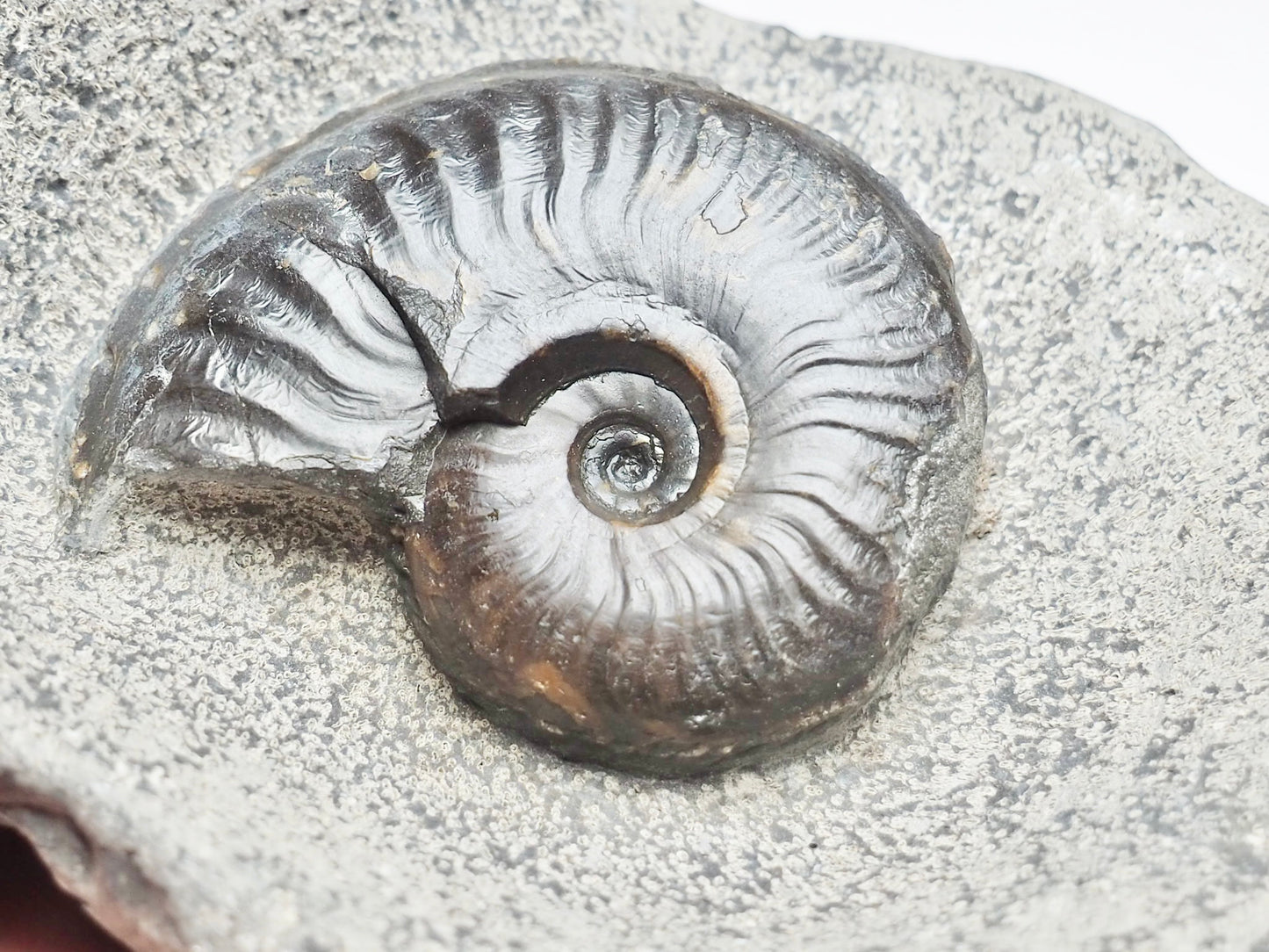 Eleganticeras Elegantulum