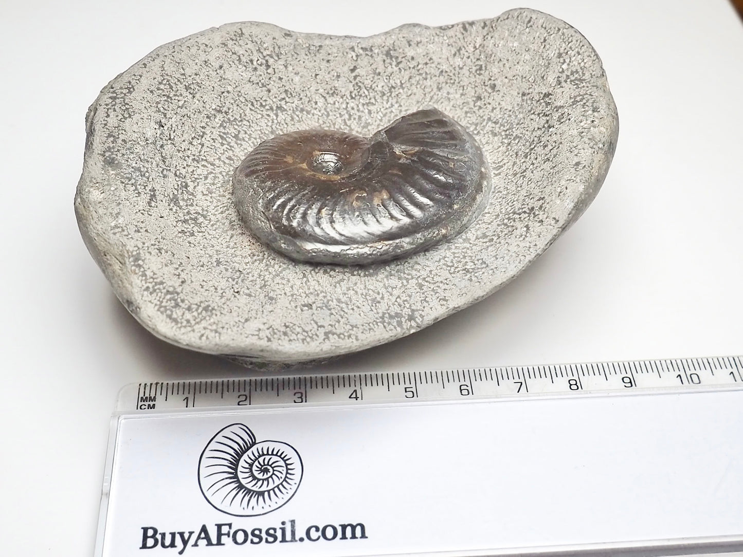 Eleganticeras Elegantulum