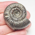 Catacoeloceras Ammonite Fossil – Whitby Yorkshire Coast – Jurassic
