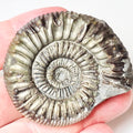 Peronoceras Ammonite Fossil – Whitby Yorkshire Coast – Jurassic