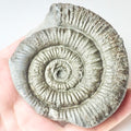 Porpoceras Ammonite Fossil – Whitby Yorkshire Coast – Jurassic