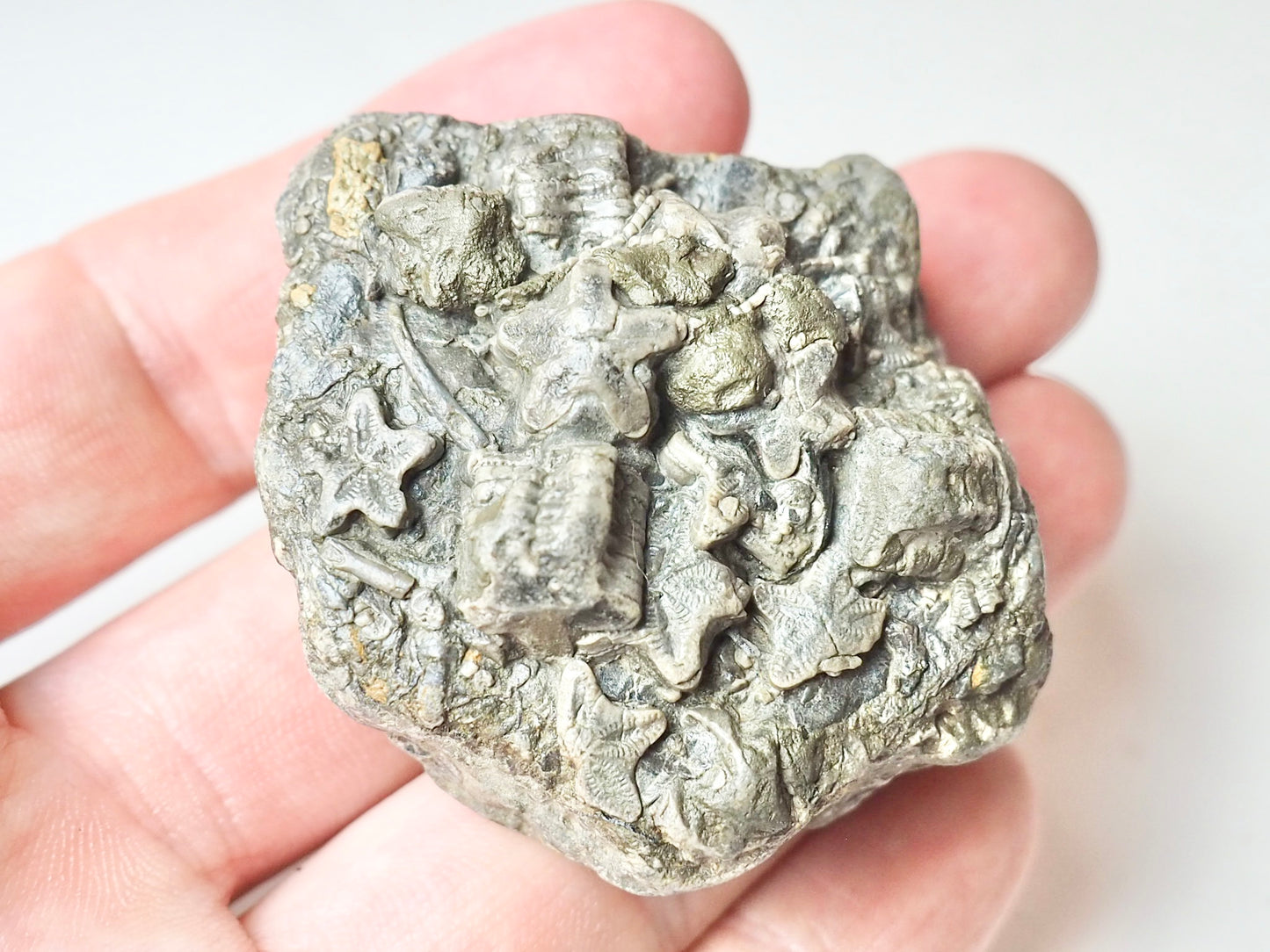 Crinoid