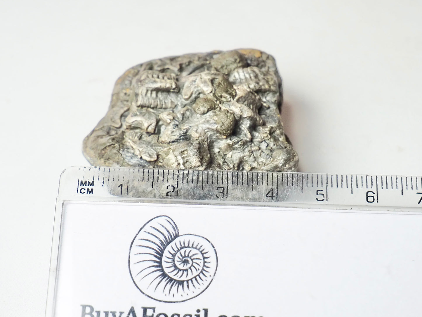 Crinoid