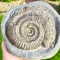 Hildoceras Ammonite Fossil – Whitby Yorkshire Coast – Jurassic