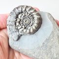 Gagaticeras Gagateum Ammonite Fossil – Whitby Yorkshire Coast – Jurassic
