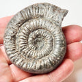 Porpoceras Ammonite Fossil – Whitby Yorkshire Coast – Jurassic