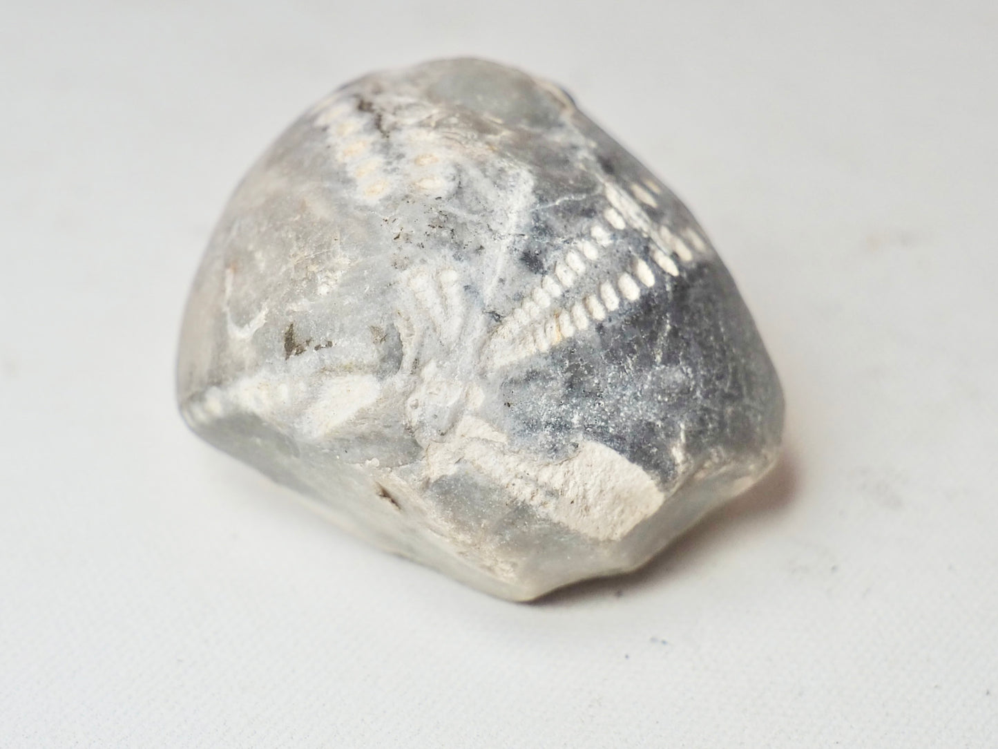 Fossil Sea Urchin, Yorkshire Coast