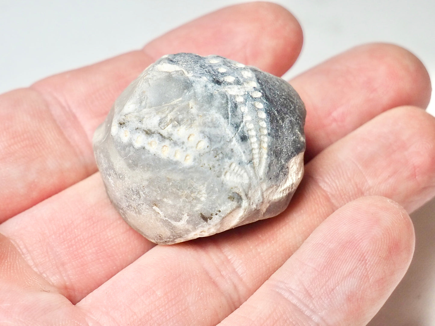 Fossil Sea Urchin, Yorkshire Coast