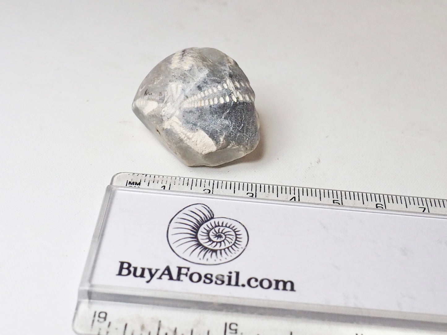 Fossil Sea Urchin, Yorkshire Coast