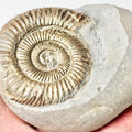 Dactylioceras Ammonite Fossil – Whitby Yorkshire Coast – Jurassic