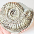 Hildoceras Ammonite Fossil – Whitby Yorkshire Coast – Jurassic