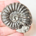 Asteroceras Ammonite Fossil – Whitby Yorkshire Coast – Jurassic