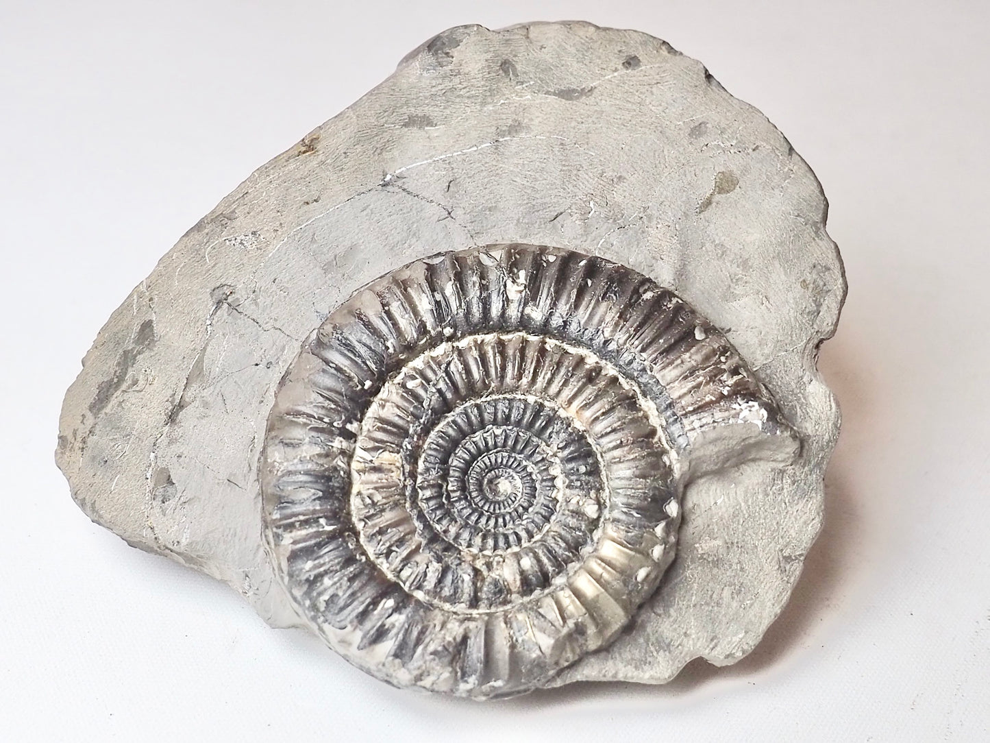 Paltechioceras Ammonite