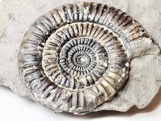 Paltechioceras Ammonite