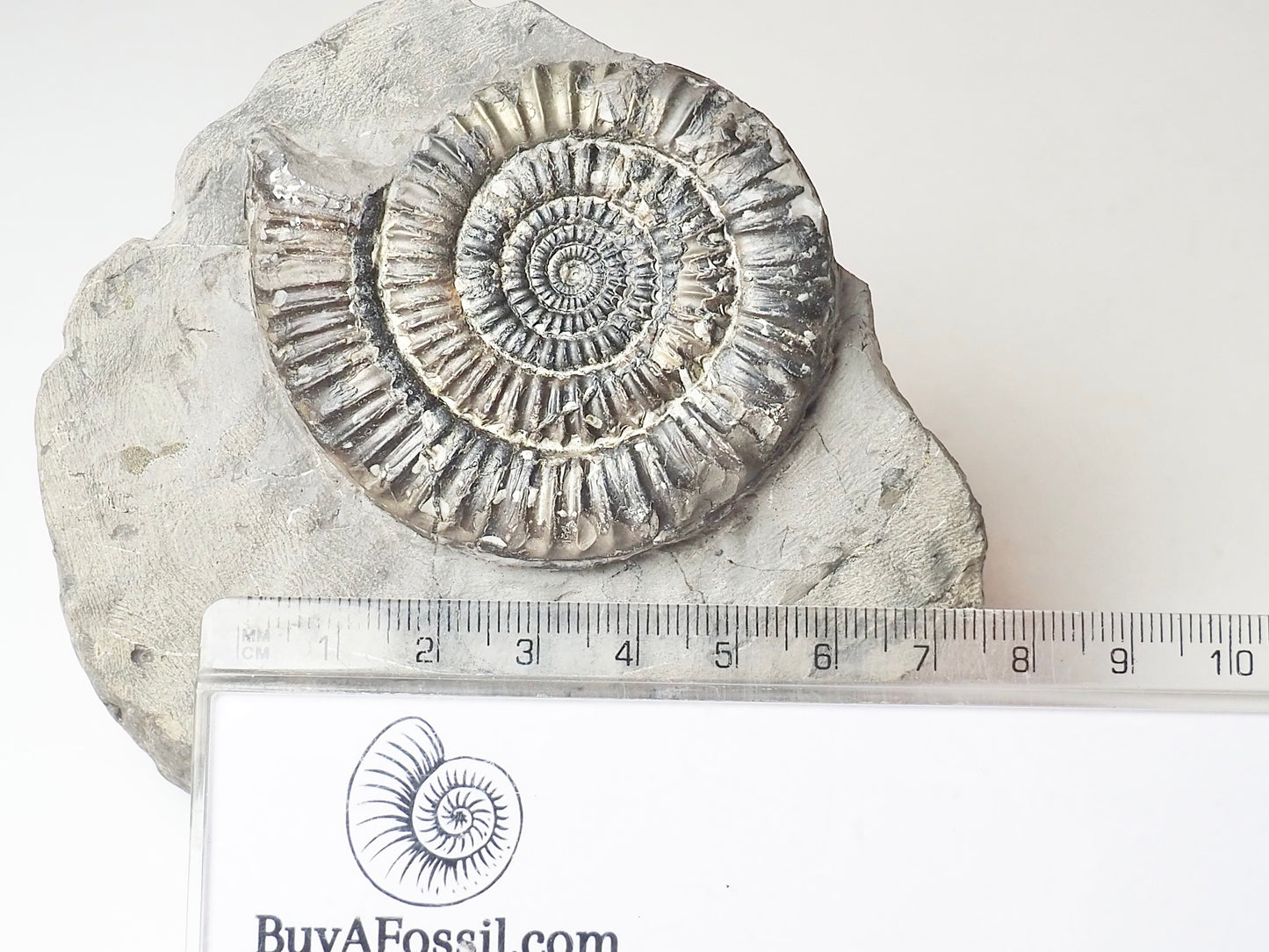 Paltechioceras Ammonite