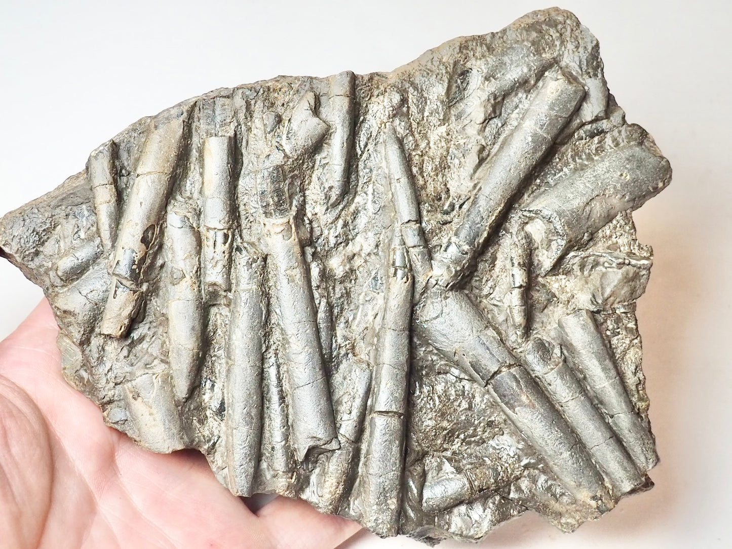 Belemnite Battlefield