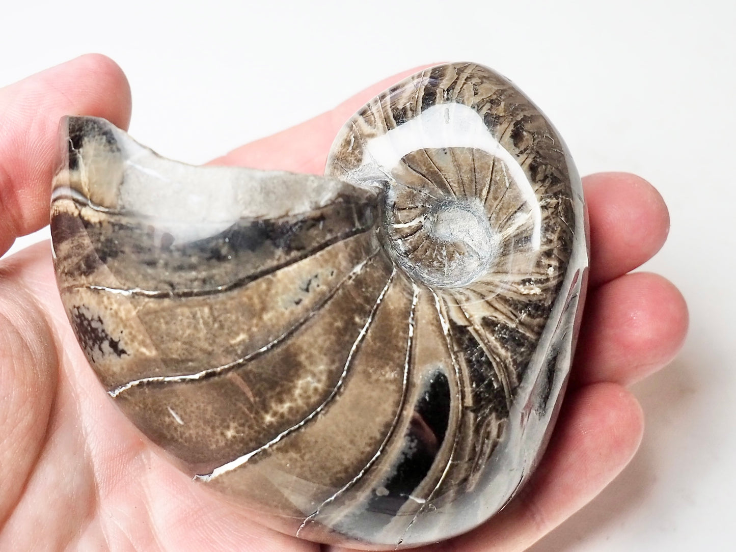 Polished Nautilus Fossil