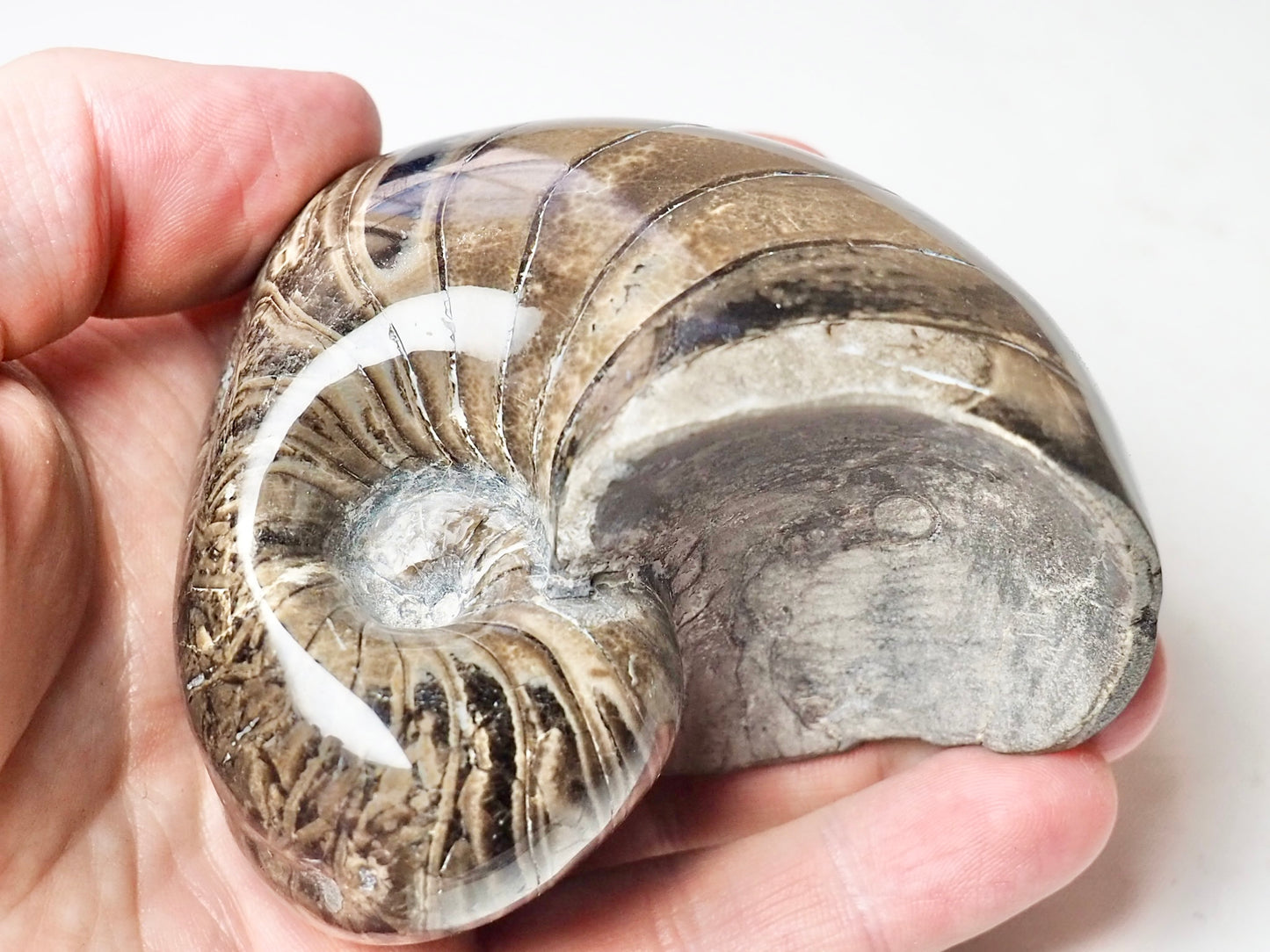 Polished Nautilus Fossil