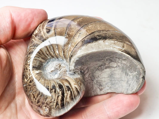 Polished Nautilus Fossil