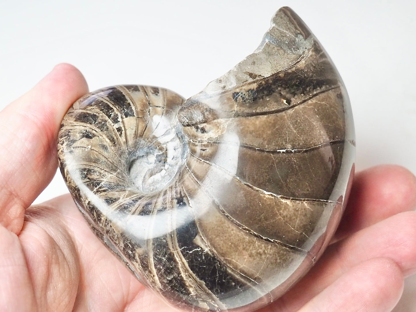 Polished Nautilus Fossil