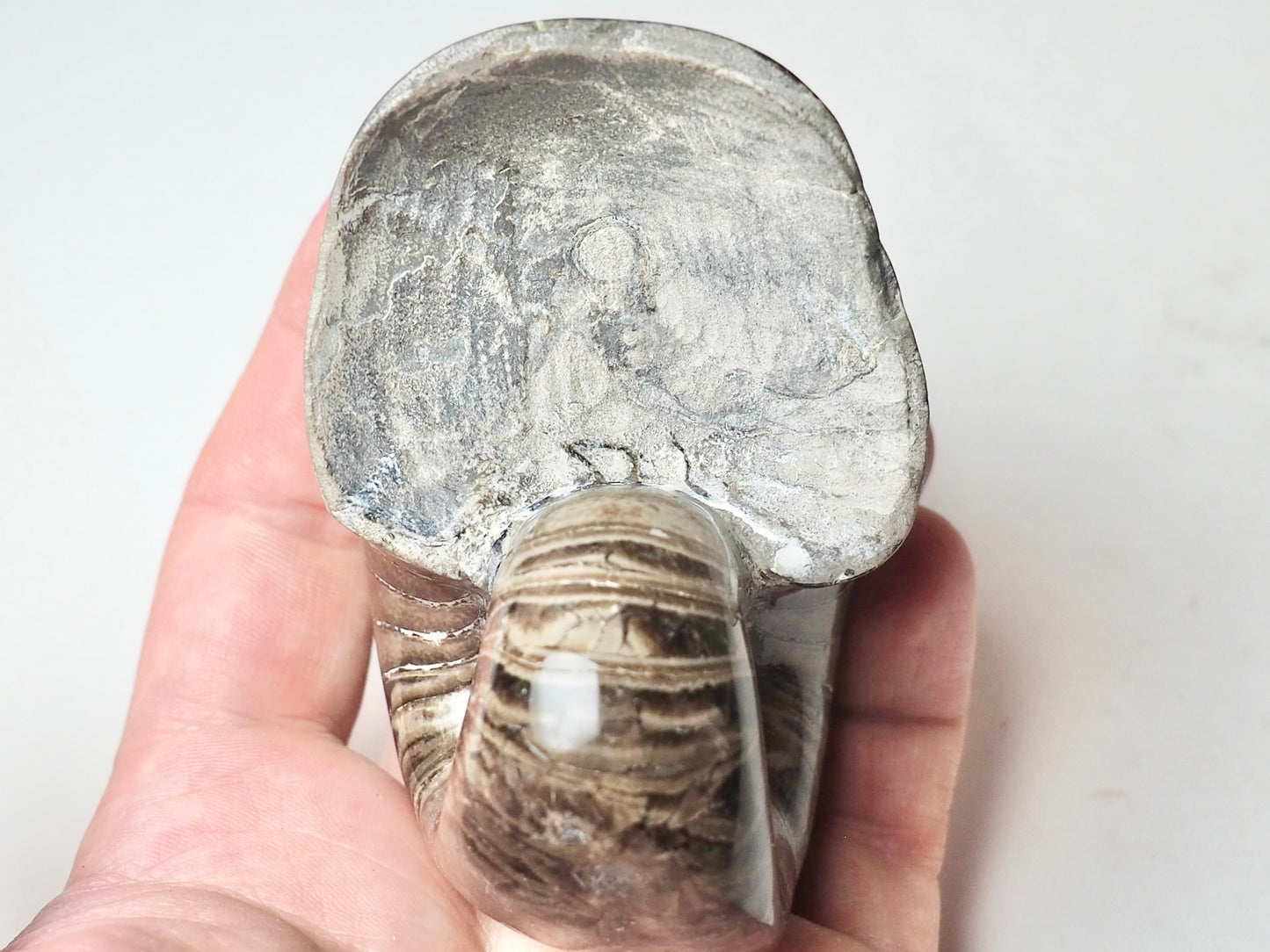 Polished Nautilus Fossil