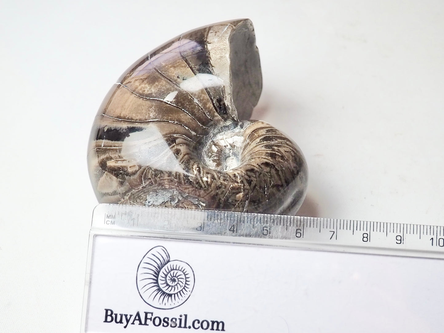 Polished Nautilus Fossil