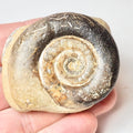 Psiloceras