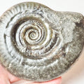 Hildoceras Ammonite Fossil – Whitby Yorkshire Coast – Jurassic