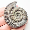 Peronoceras Ammonite Fossil – Whitby Yorkshire Coast – Jurassic