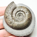 Semicelatum
Dactylioceras Ammonite Whitby Fossil – Yorkshire Coast Jurassic