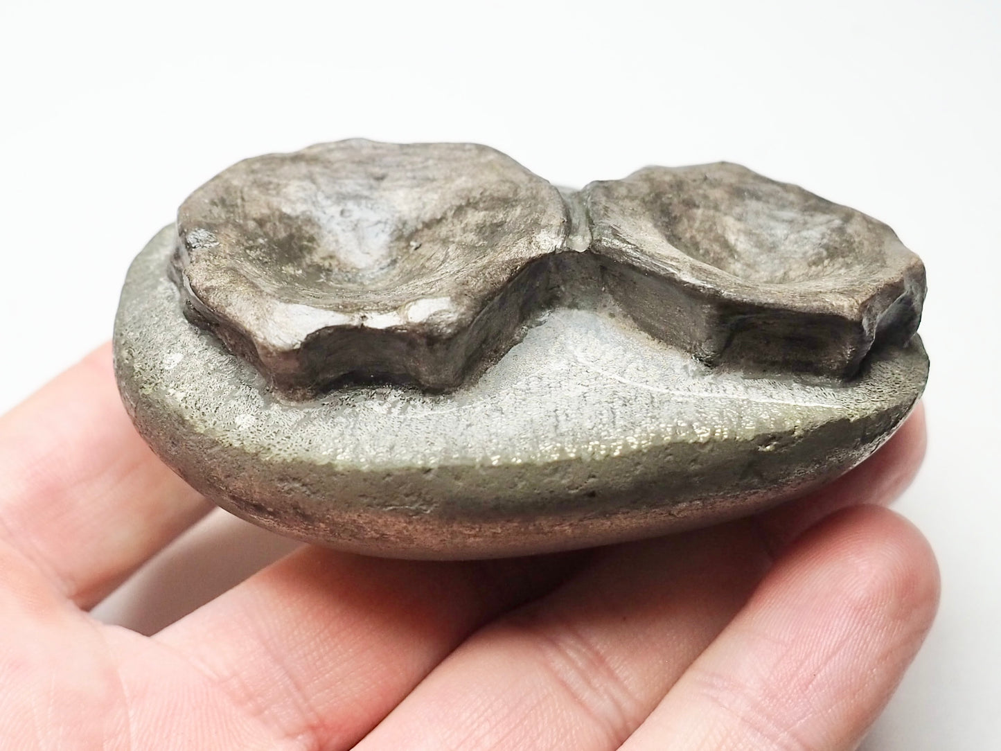 Ichthyosaur Verts With Polished Matrix