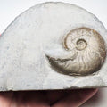 Eleganticeras Ammonite Fossil – Whitby Yorkshire Coast – Jurassic