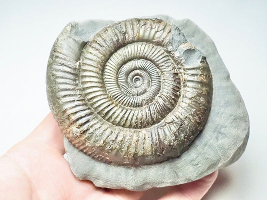 Dactylioceras Ammonite Whitby