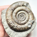 Whitby Dactylioceras Ammonite Fossil – Yorkshire Coast Jurassic