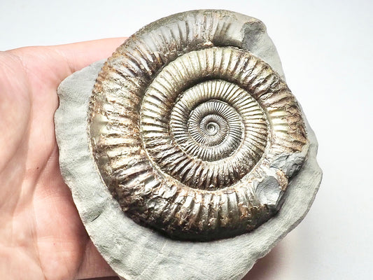 Dactylioceras Ammonite Whitby