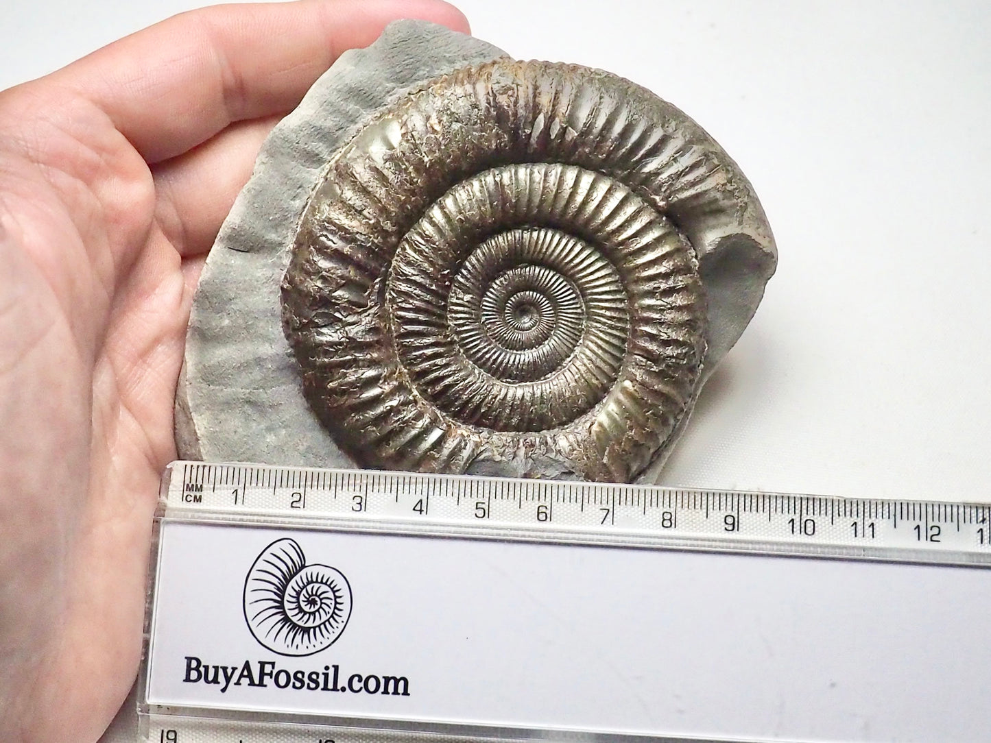 Dactylioceras Ammonite Whitby