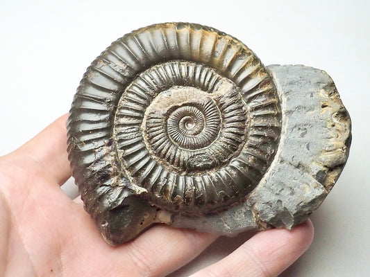 Dactylioceras Ammonite Whitby