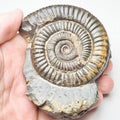 Whitby Dactylioceras Ammonite Fossil – Yorkshire Coast Jurassic