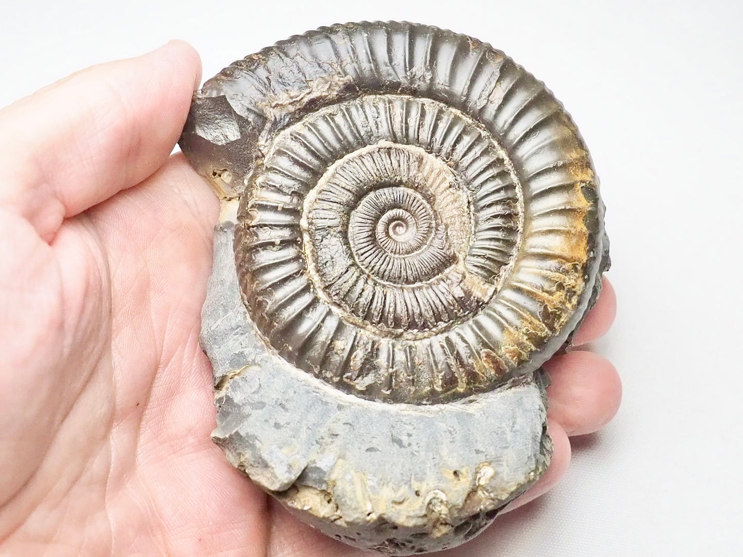 Dactylioceras Ammonite Whitby