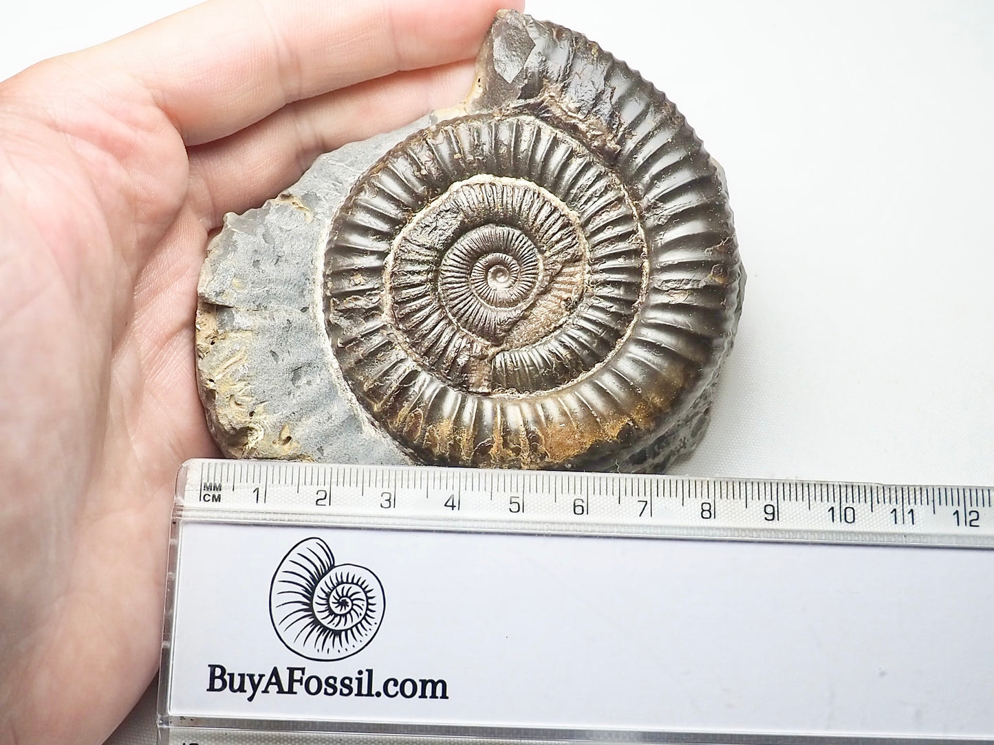 Dactylioceras Ammonite Whitby