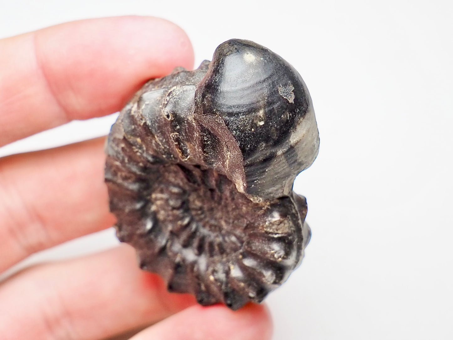 Pleuroceras Hawskerense With Shell