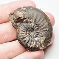 Amaltheus Striatus Ammonite Fossil – Whitby Yorkshire Coast Jurassic