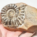 Pleuroceras Hawskerense Ammonite Fossil – Whitby Yorkshire Coast – Jurassic
