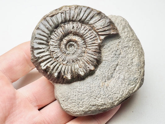 Peronoceras Ammonite Fossil Whitby