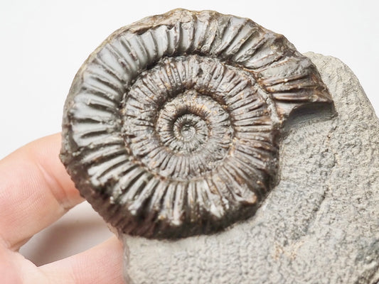 Peronoceras Ammonite Fossil Whitby