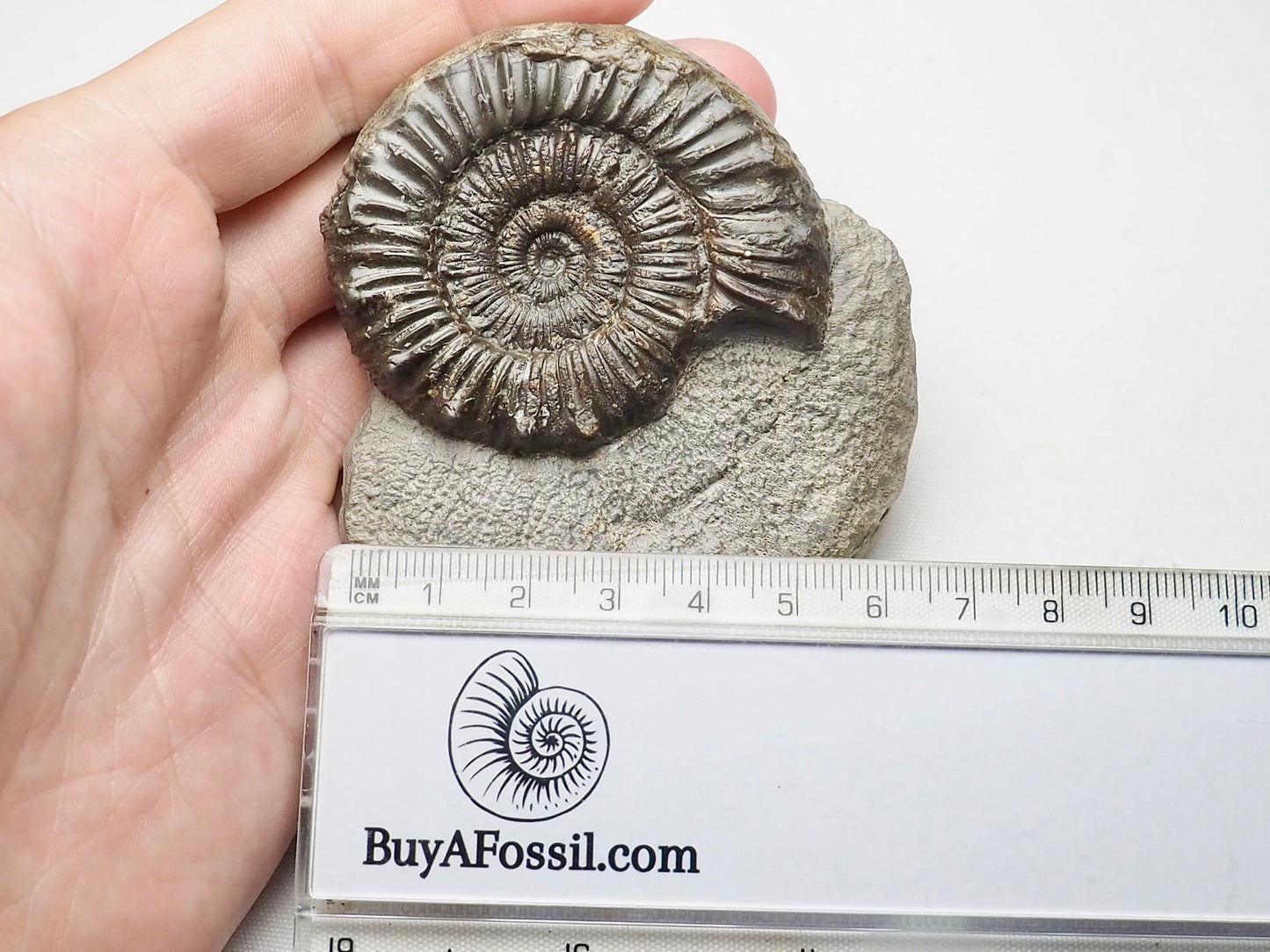 Peronoceras Ammonite Fossil Whitby