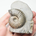 Eleganticeras Ammonite Fossil – Whitby Yorkshire Coast – Jurassic