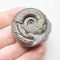 Hildoceras Ammonite Fossil – Whitby Yorkshire Coast – Jurassic