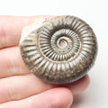 Dactylioceras Ammonite  Whitby Fossil – Yorkshire Coast Jurassic