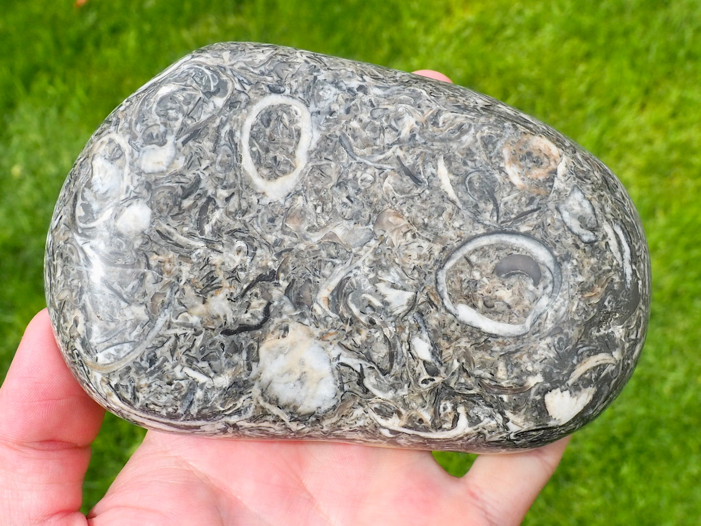 Hand Polished Crushed Shells – BuyAFossil